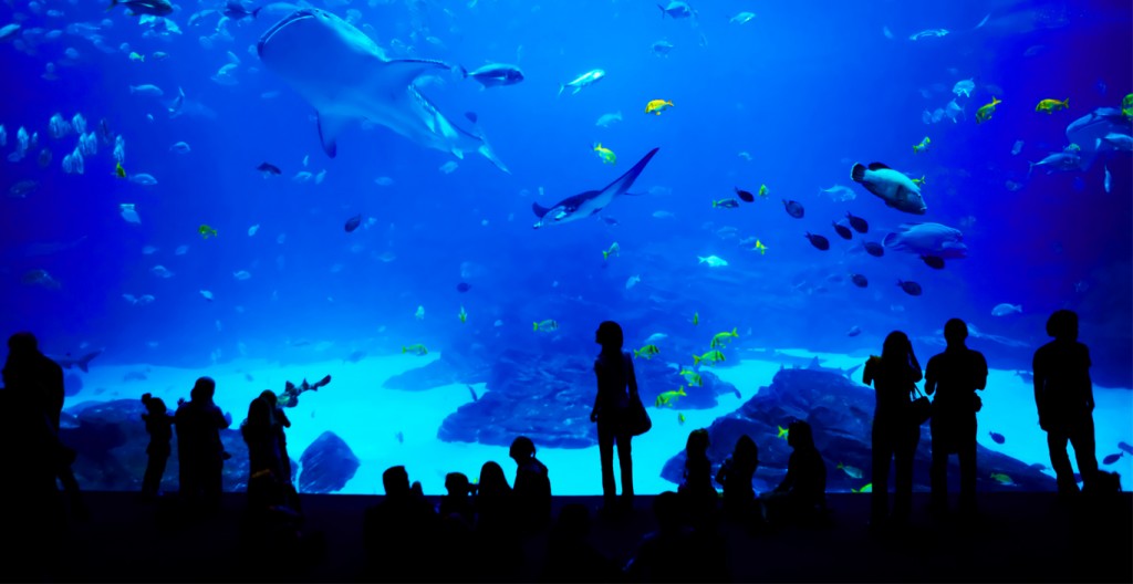 Aquarium la rochelle Association Les Charmilles